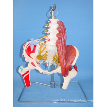 Human Lumbar Spine Nerves e Artery Medical Skeleton Model (R020805)